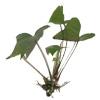 Анубиас грациозный (Anubias gracilis). 
Аквариумные растения.