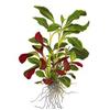 Лобелия кардинальская или кровяно-красная лобелия (Lobelia cardinalis). 
Аквариумные растения. Описание растений