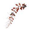 Людвигия болотная (Ludwigia palustris). 
Аквариумные растения. Описание растений