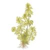 Лимнофила сидячецветковая, амбулия сидячецветковая (Limnophila sessiliflora). 
Аквариумные растения. Описание растений