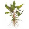 Криптокорина желтая (Cryptocoryne lutea). 
Аквариумные растения. Описание растений