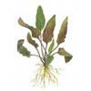 Криптокорина Беккетта (Cryptocoryne becketii). 
Аквариумные растения. Описание растений