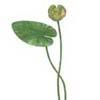 Кубышка желтая (Nuphar lutea). 
Аквариумные растения. Описание растений