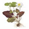 Нимфея или кувшинка тигровая (Nymphaea lotus). 
Аквариумные растения. Описание растений
