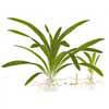 Стрелолист широколистный или Сагиттария широколистная (Sagittaria platyphylla). 
Аквариумные растения. Описание растений