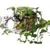 Традесканция приречная (Tradescantia fluminensis). 
Аквариумные растения. Описание растений