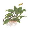 Анубиас карликовый, анубиас Бартера, анубиас нана (Anubias barteri var. nana). 
Аквариумные растения.