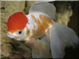 aquafanat_com_ua-gold-fish-red-cap4_t1.jpg