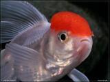 aquafanat_com_ua-gold-fish-red-cap_t1.jpg